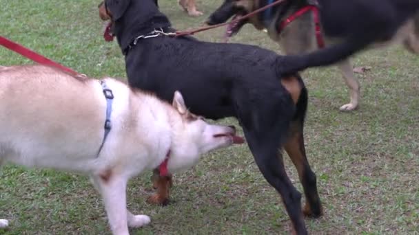 Dogs Different Breeds Dog Park Dog Socializing Concept — Stock Video