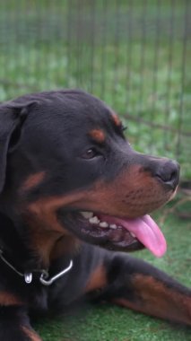 Yakışıklı Rottweiler köpek portresi. Manzarayı kapat. Dikey video.