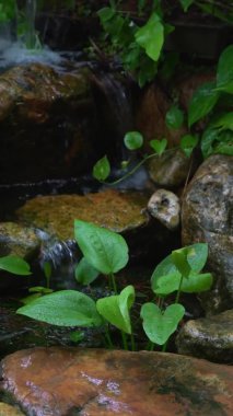 Mini şelalenin dikey biçimi, parkta su özelliği. Peyzaj tasarımı veya zen kavramı.