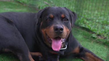 Rottweiler köpeği, yakın çekim. Yakışıklı ve tetikte..