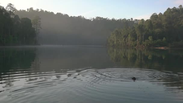 Красивое Озеро Лесом Заднем Плане Черная Собака Плавающая Переднем Плане — стоковое видео