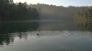 Ormanı ve sabah sisi olan güzel bir göl ve ön planda yüzen siyah bir köpek.. 