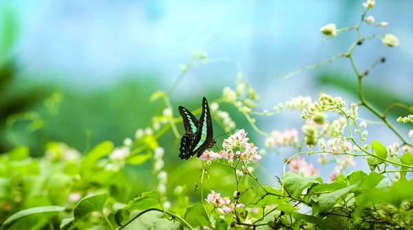 Bluebottle Butterfly Pink Flowers Spring Time Nature Background Concept — Stock Photo, Image