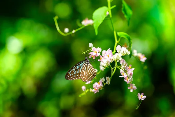 Borboleta Azul Tigre Vítreo Flores Rosa Trepadeira Jardim Conceito Primavera — Fotografia de Stock