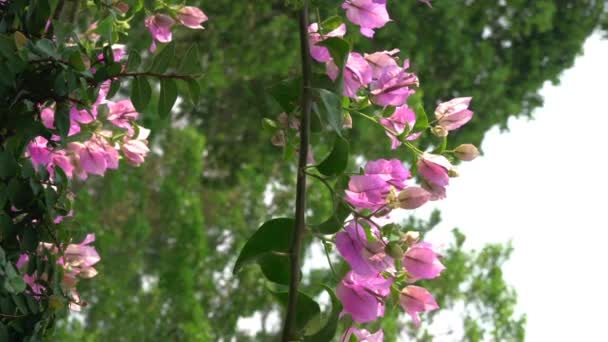 Formato Vertical Flores Florecientes Buganvillas Concepto Primavera — Vídeos de Stock
