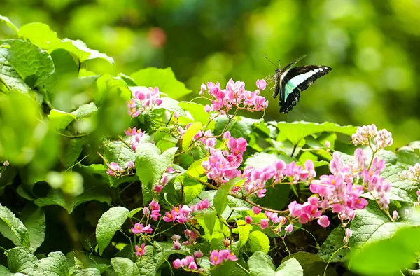 春の時間概念 蝶とピンクのクリーパーの花が咲く 自然背景 — ストック写真
