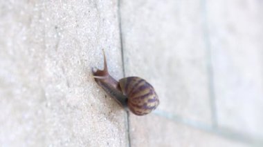 Salyangoz sürünüyor, fayans zeminde yavaşça. Dikey video.