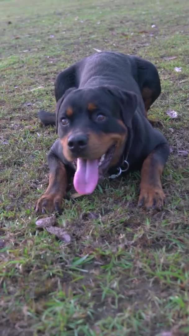 Rottweiler Hund Liegt Auf Gras Freundlich Und Verspielt Vertikales Video — Stockvideo