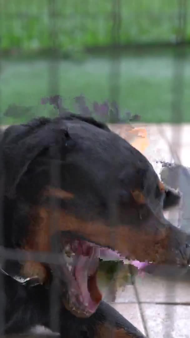 Rottweilerhund Med Tungan Led Närbild Vertikal Video — Stockvideo