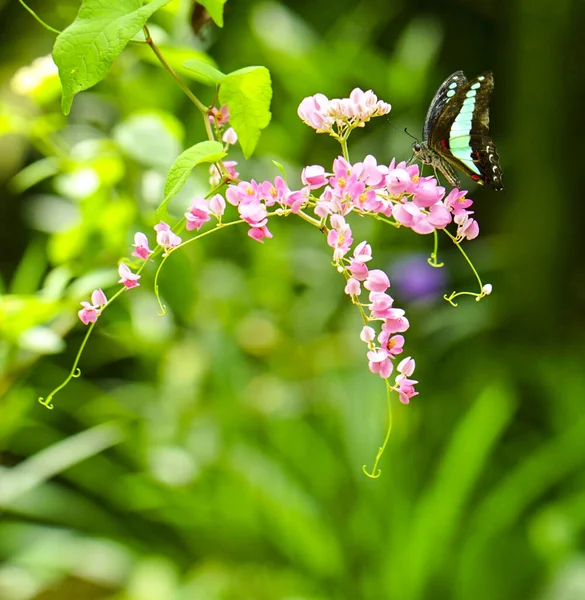 Schmetterling Und Rosa Schlingpflanzen Einem Üppigen Garten Natur Oder Frühlingshintergrund — Stockfoto