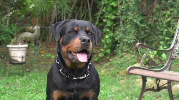 Przystojny Pies Rottweiler Siedzi Trawie Ogrodzie Strzał Głowę Machając Językiem — Wideo stockowe