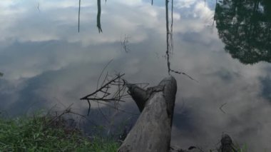 Yağmur ormanlarının içindeki bir gölde devrilmiş bir ağaç gövdesi. Gök ve ormanın göldeki yansıması. 