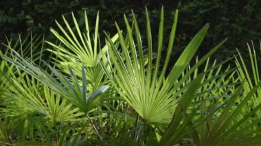 Rüzgarda sallanan tropik palmiye yaprağı. Yaz arkaplanı.