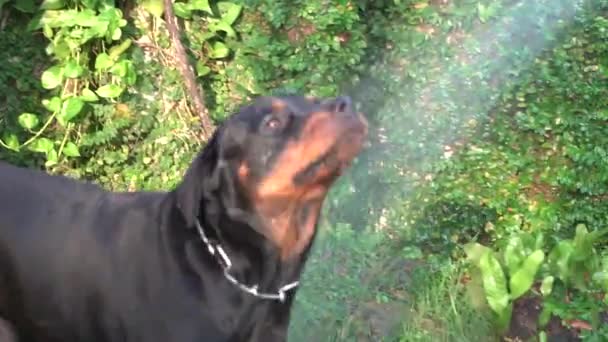 Gelukkige Hond Heeft Waterpret Rottweiler Hondje Speelt Met Waterjet Tuin — Stockvideo