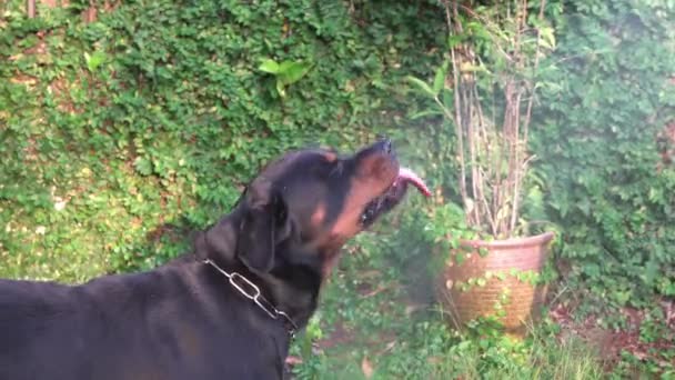 Šťastný Pes Baví Vodou Rottweiler Pejsek Hraje Vodním Paprskem Zahradě — Stock video