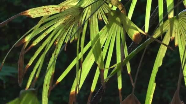 Tropikalny Liść Palmy Kołyszący Się Wietrze Tylnym Światłem Słonecznym Tło — Wideo stockowe