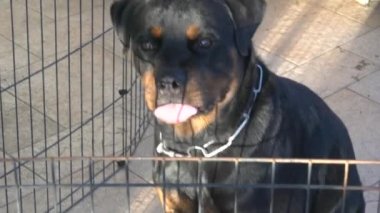 Çitin içindeki Rottweiler köpeğinin portresi, tetikte görünüyor. Ev güvenliği konsepti için bekçi köpeği.