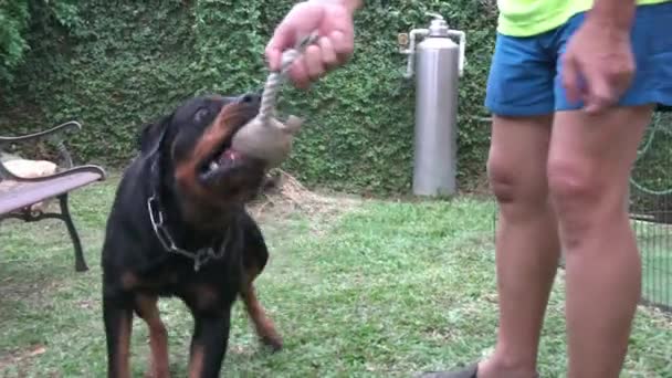 Lektid Med Hunden Man Leker Dragkamp Med Rottweiler Hund Trädgården — Stockvideo