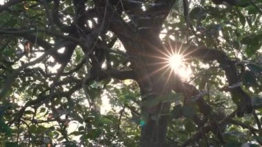 Güneş yeşil ağaç yaprakları ve yaprakların arasından parlayarak güneş ışınları ve parlaklıklar oluşturur. Doğa ortamı.