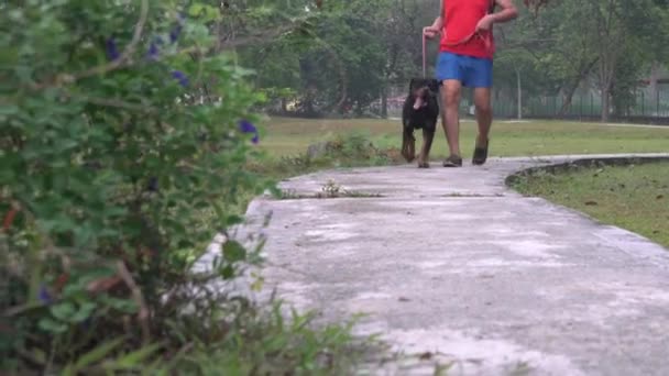 Человек Выгуливает Собаку Поводке Парке Отдых Собачьей Концепцией — стоковое видео