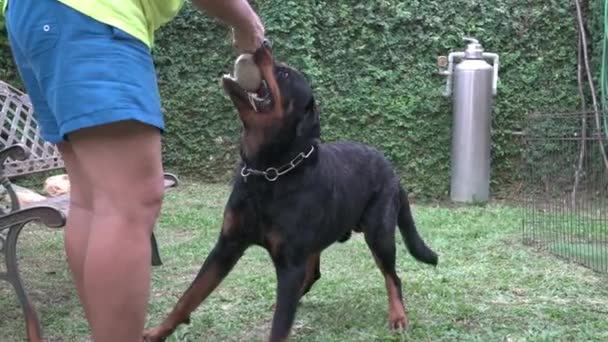 Jouez Avec Chien Homme Jouant Remorqueur Guerre Avec Rottweiler Chien — Video