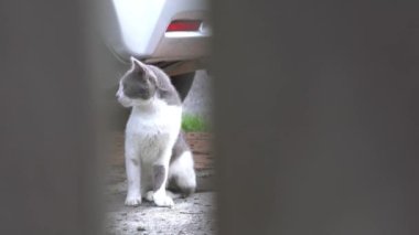 Meraklı ve kendine güveni olan, keskin gözlü gri kedi bir aracın yanında oturuyor, etrafa bakıyor. Tahta bir kapı aralığından vurulmuş. Açık hava, kapatın..