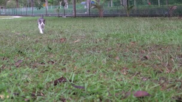 Nyfiken Katt Fältet Ser Sig Omkring Och Går Mot Kameran — Stockvideo