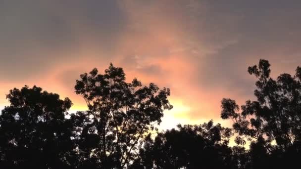 Ταλαντευόμενα Δέντρα Στον Άνεμο Ενάντια Στο Χρυσό Πορτοκαλί Ηλιοβασίλεμα Φόντο — Αρχείο Βίντεο
