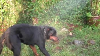 Mutlu köpek su keyfi yapıyor. Rottweiler köpeği bahçede su jetiyle oynuyor. Kapatın. Yaz konsepti.