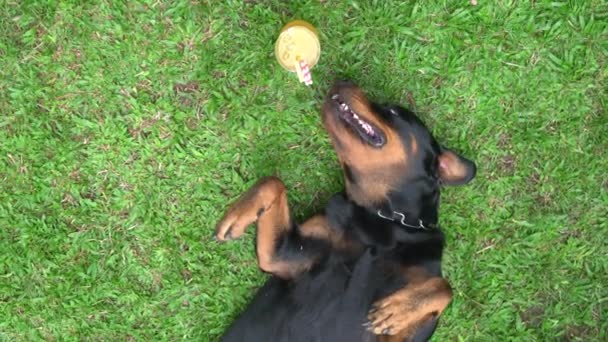 Dog Rottweiler Liggande Och Avkopplande Gräs Med Ett Glas Apelsinjuice — Stockvideo