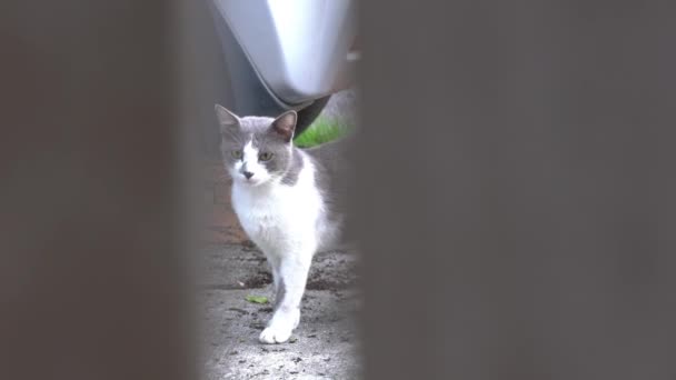 Nieuwsgierig Alert Witte Grijze Kat Met Scherpe Ogen Zitten Bij — Stockvideo