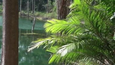 Rüzgarda sallanan tropikal palmiye yaprağı ve arkasında güneş ışığı ve güzel bir göl. Yaz arkaplanı, yavaş çekim