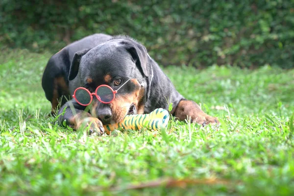 Собака Ротвейлер Солнечных Очках Выглядит Забавно Круто Копирование Пространства — стоковое фото