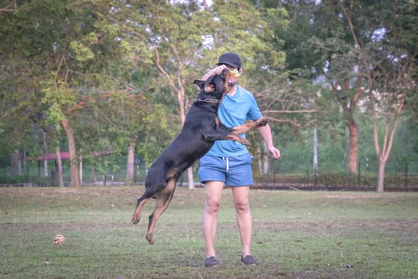 Dog Rottweiler Jump Mid Air Going Its Chew Dog Held — Stock Photo, Image