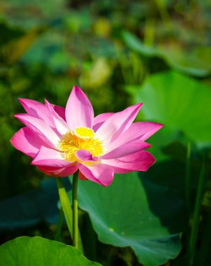 Gölette açan pembe kırmızı nilüfer çiçeği. Doğa arkaplanı.