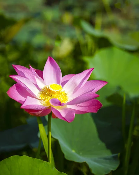 Floraison Rose Fleur Lotus Rouge Dans Étang Contexte Naturel — Photo