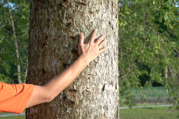 Die Hand Des Menschen Berührt Baumrinde Rettet Den Planeten Oder — Stockfoto