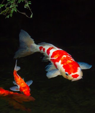 Koi balığı.