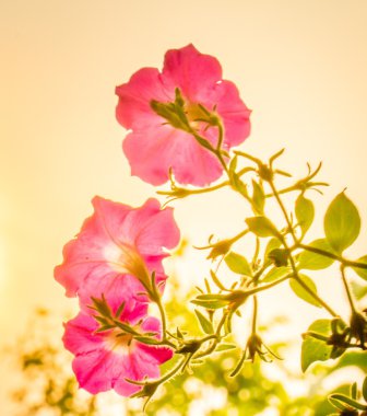 Petunya günbatımı sırasında