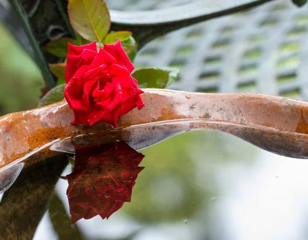Egy vörös rózsa a szár — Stock Fotó