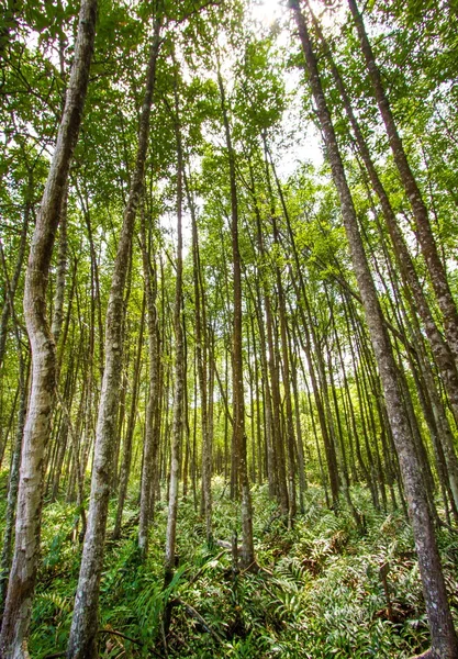 Mangrove forest — Stock Photo, Image