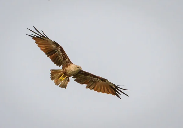 Eagle flying — Stock Photo, Image