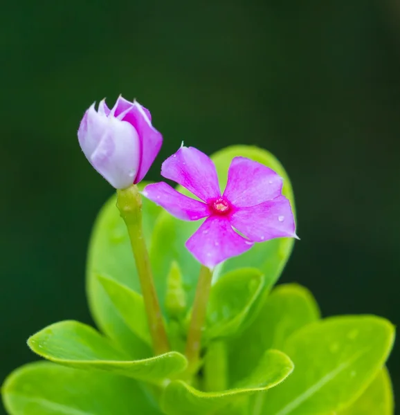 Vinca — Stock Fotó