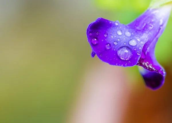 Pétunia violet — Photo