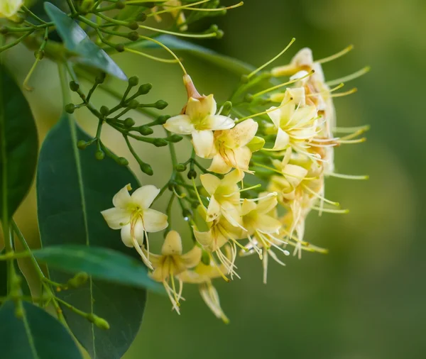 Fotos de Ixora branca, Imagens de Ixora branca sem royalties | Depositphotos