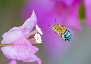 çiçek için uçan böcek