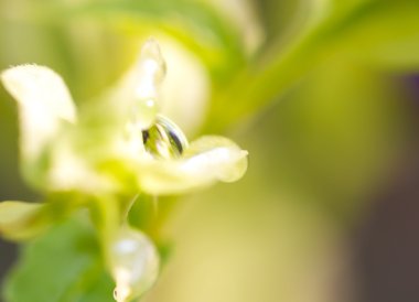 su damlacığı arka plan