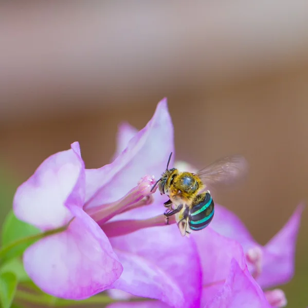 Insect flying to flower — Stock Photo, Image