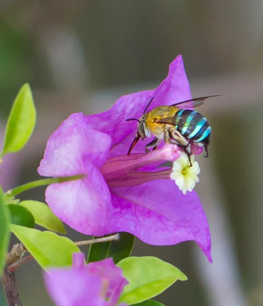 Insect flying to flower — Stock Photo, Image