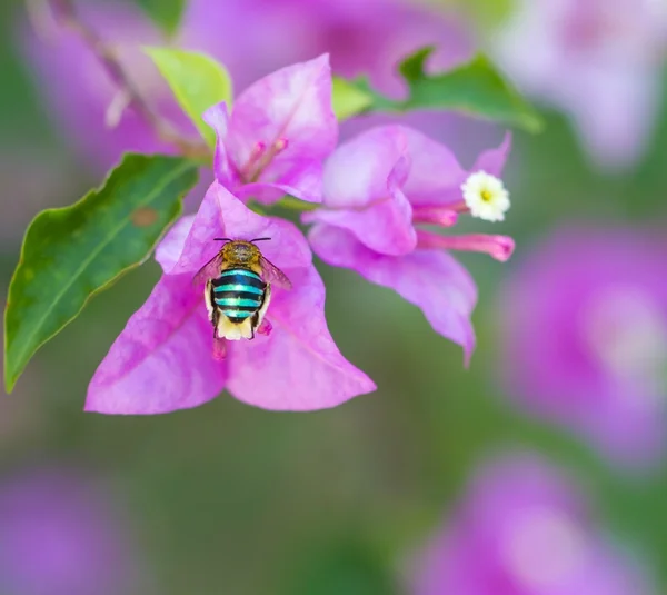 Insect flying to flower — Stock Photo, Image